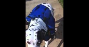 Dalmatian dogs walking with Backpacks