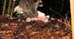 Estado De Texas Mapache Wild Raccoon At Tent Camping