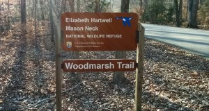 Hiking in Mason Neck National Wildlife Refuge on the Woodmarsh trail