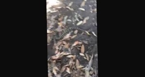 Northern Pacific Rattlesnake found on Hiking Trail.